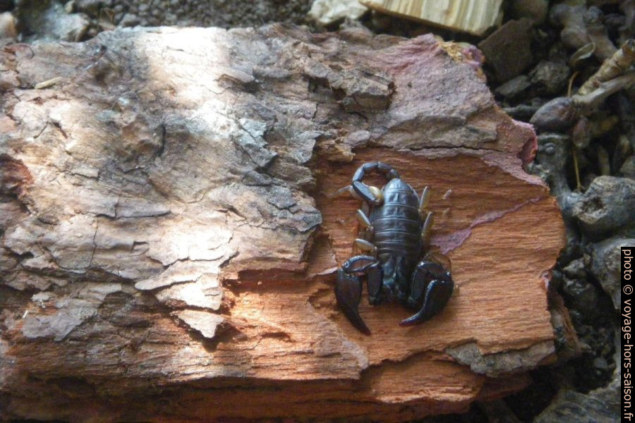 Scorpion Euscorpius flavicaudis d'Elbe remis en liberté au Lubéron. Photo © André M. Winter