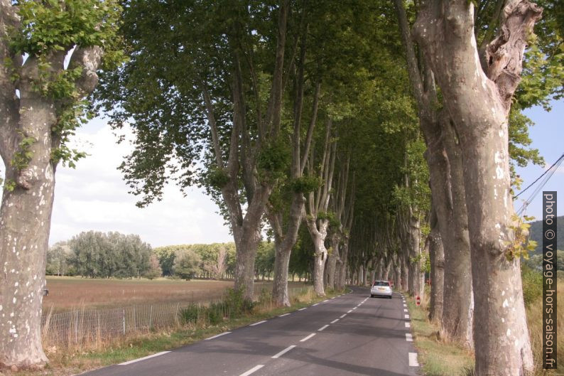 Allée de platanes à l'est de Céreste. Photo © Alex Medwedeff