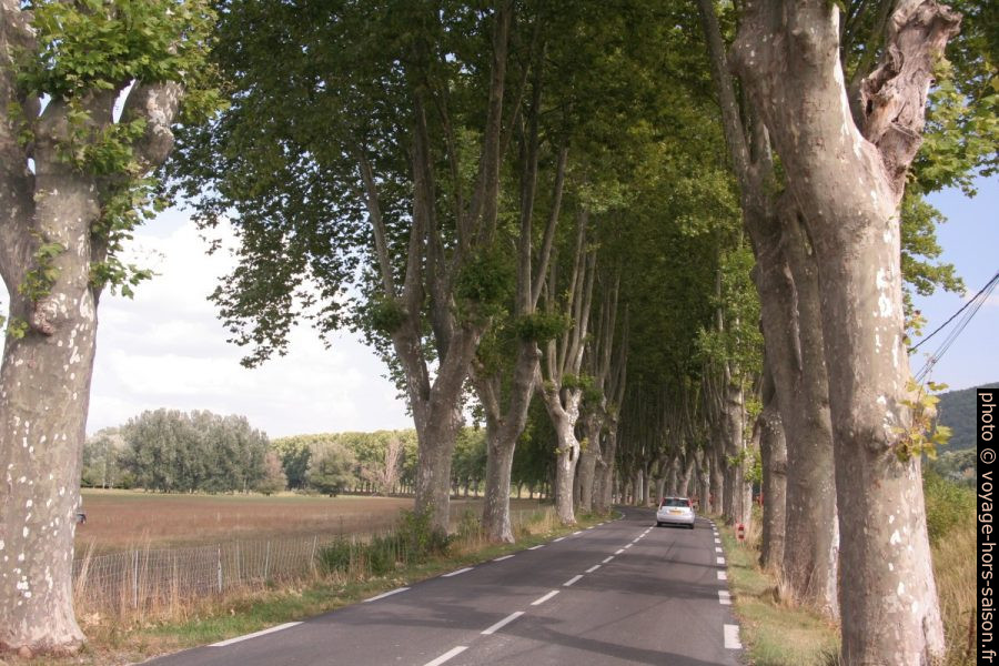Allée de platanes à l'est de Céreste. Photo © Alex Medwedeff