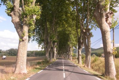 Allée de platanes à l'est de Céreste. Photo © Alex Medwedeff