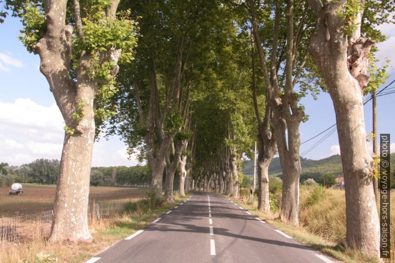 Allée de platanes à l'est de Céreste. Photo © Alex Medwedeff