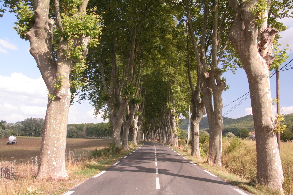 Allée de platanes à l'est de Céreste. Photo © Alex Medwedeff
