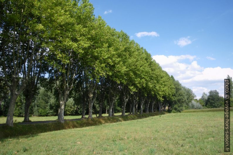 Allée de platanes à l'est de Céreste. Photo © André M. Winter