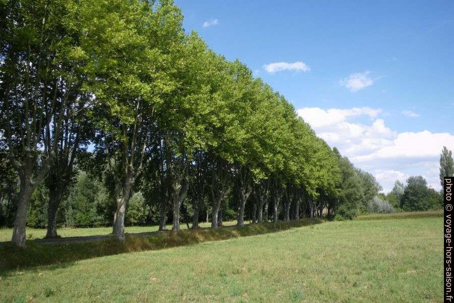 Allée de platanes à l'est de Céreste. Photo © André M. Winter