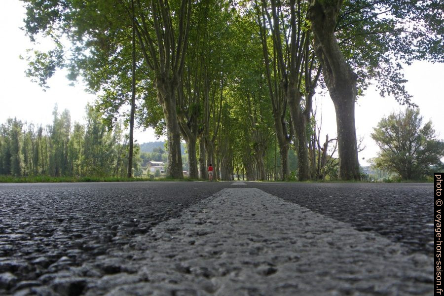 Asphalte de l'allée de platanes à l'est de Céreste. Photo © André M. Winter
