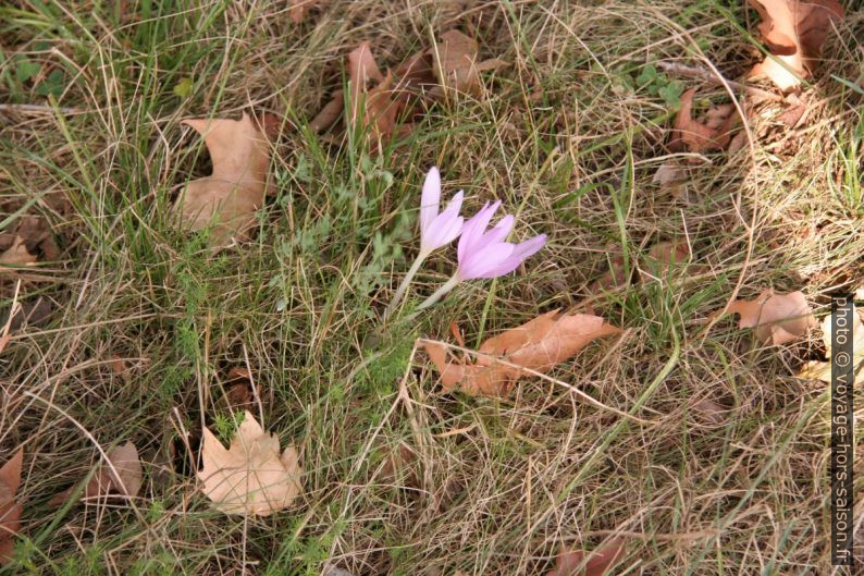 Colchique d'automne. Photo © André M. Winter