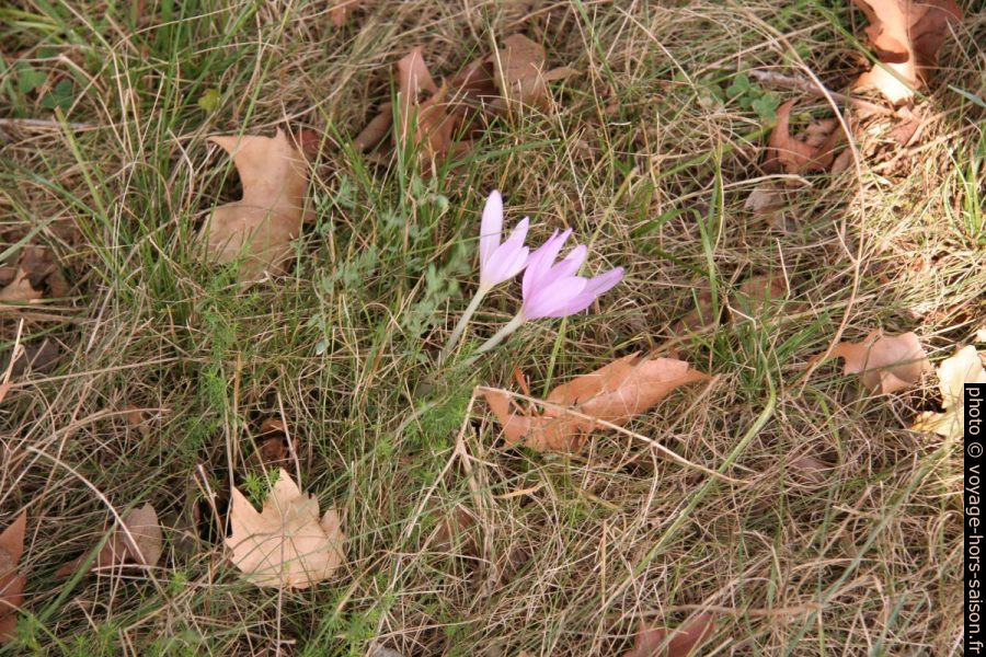 Colchique d'automne. Photo © André M. Winter