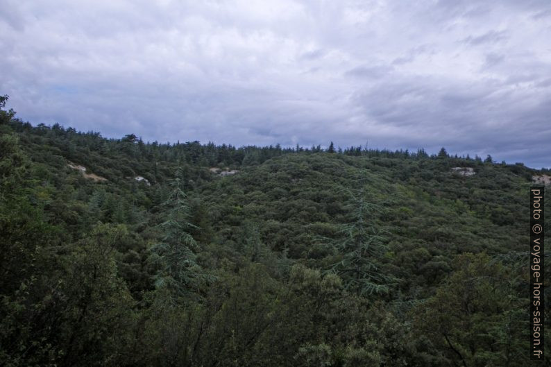 Cèdres de l'Atlas sur le Petit Luberon. Photo © André M. Winter