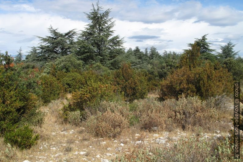 Cèdres de l'Atlas sur le Petit Luberon. Photo © Veronika Schnablegger