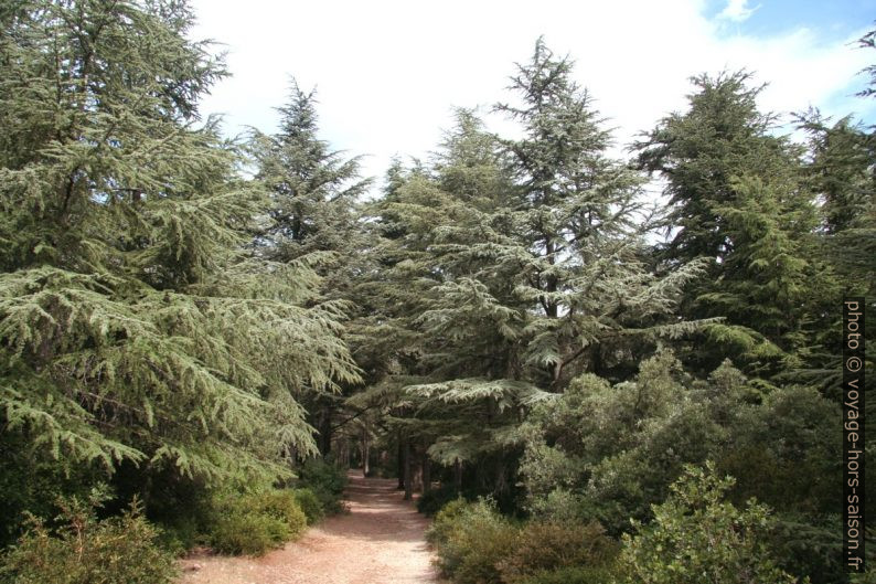 Cèdres de l'Atlas sur le Petit Luberon. Photo © André M. Winter