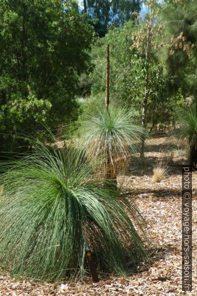 Xanthorrhoea pressii au Domaine du Rayol. Photo © Alex Medwedeff