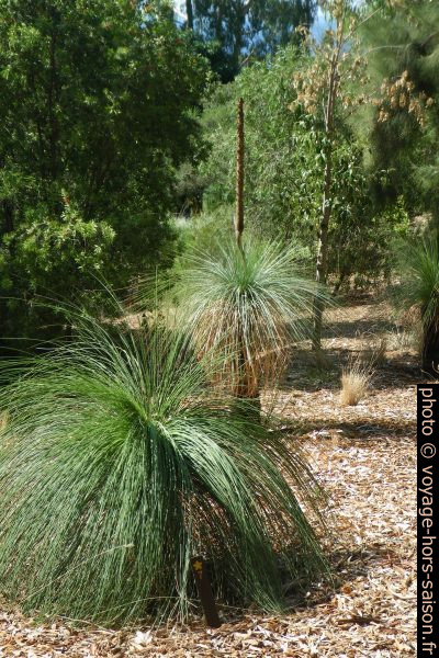 Xanthorrhoea pressii au Domaine du Rayol. Photo © Alex Medwedeff