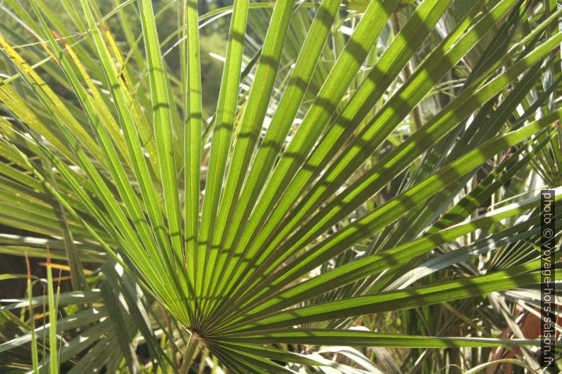 Feuille de palmier au Domaine du Rayol. Photo © Alex Medwedeff