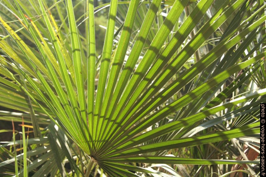 Feuille de palmier au Domaine du Rayol. Photo © Alex Medwedeff