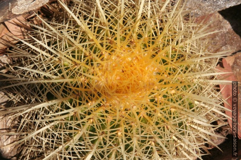 Echinocactus grusonii. Photo © André M. Winter