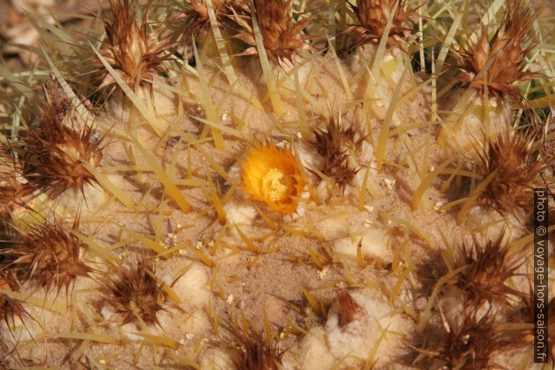 Fleurs d'echinocactus grusonii. Photo © Alex Medwedeff