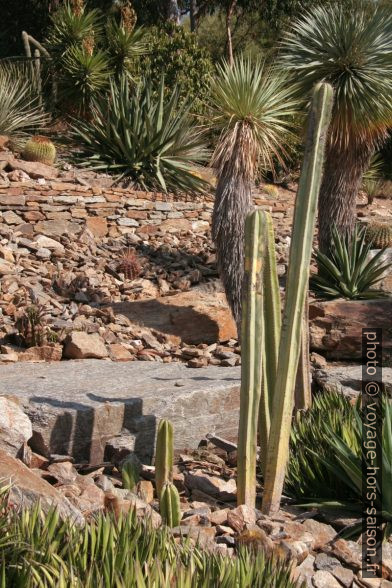 Cactus et yucca rostrata. Photo © André M. Winter