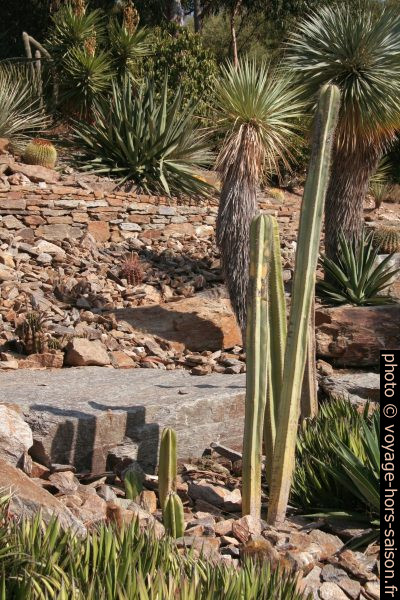 Cactus et yucca rostrata. Photo © André M. Winter