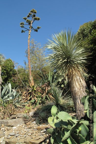 Agave en fleurs et yucca rostrata. Photo © Veronika Schnablegger