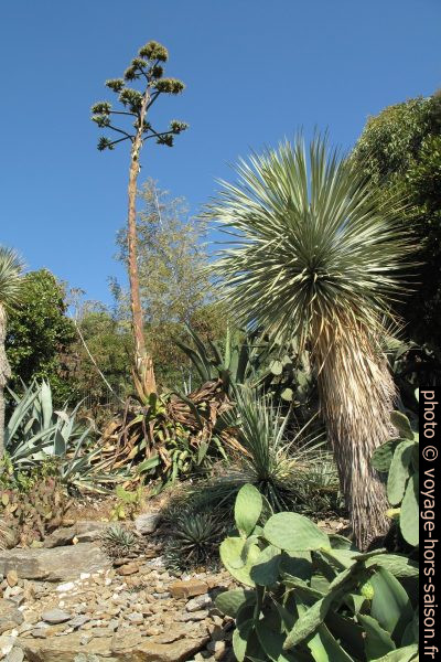 Agave en fleurs et yucca rostrata. Photo © Veronika Schnablegger