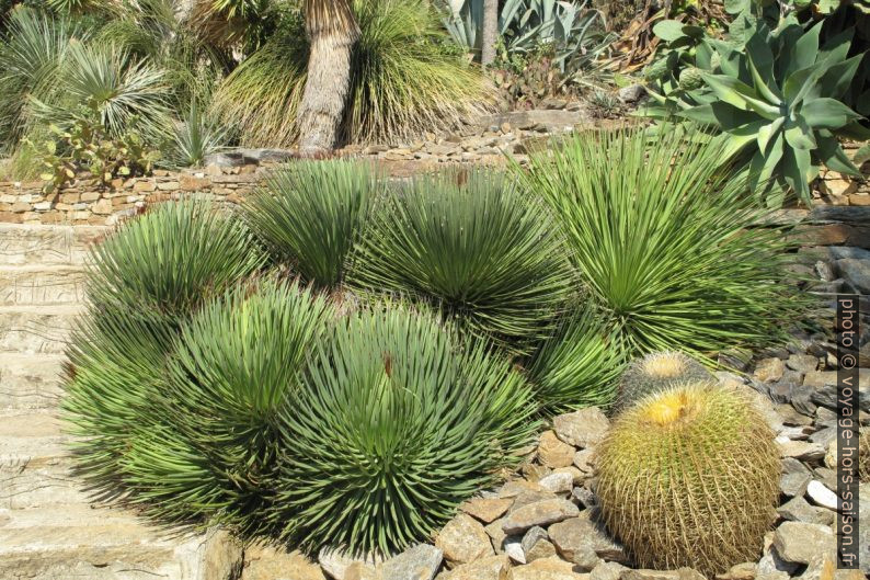 Yucca et cactus. Photo © Veronika Schnablegger