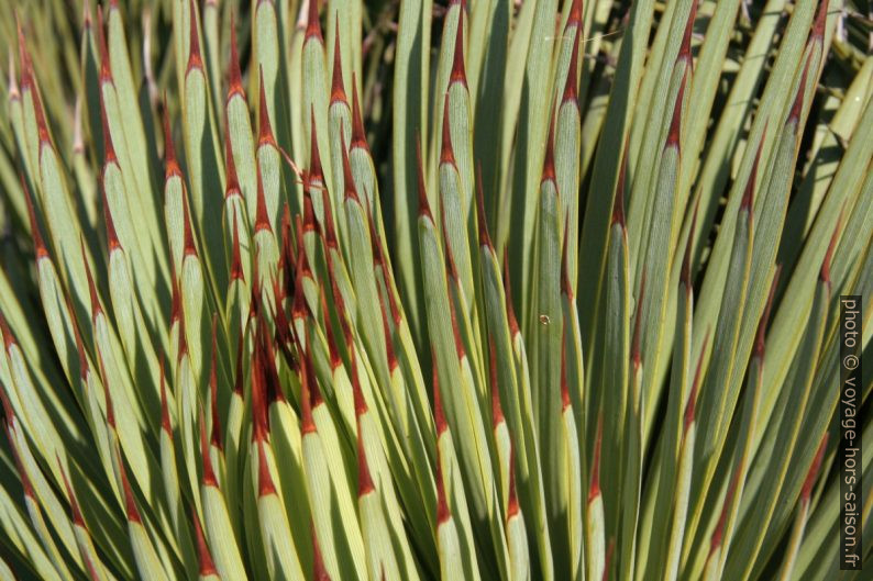 Pointes de feuilles de yucca. Photo © Alex Medwedeff