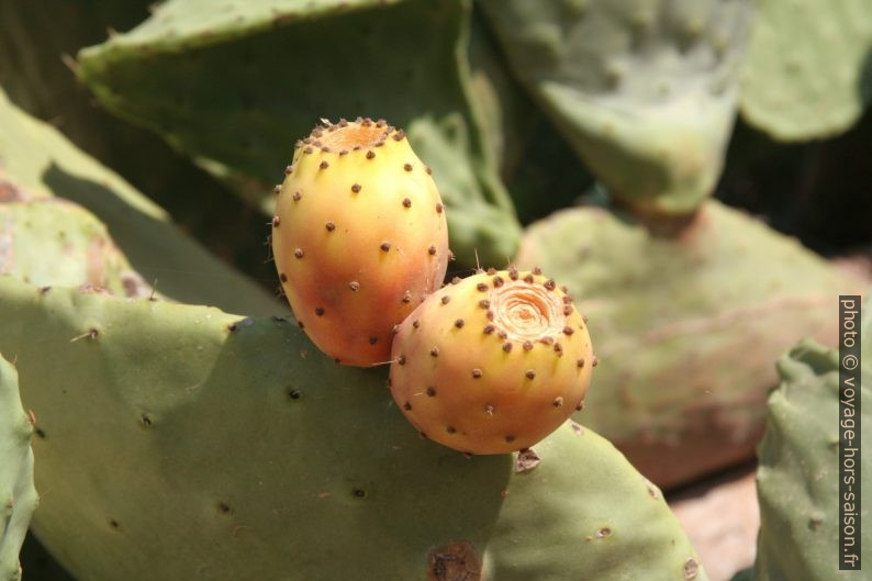 Les figues de Barbarie sont les fruits d'Opuntia. Photo © Alex Medwedeff