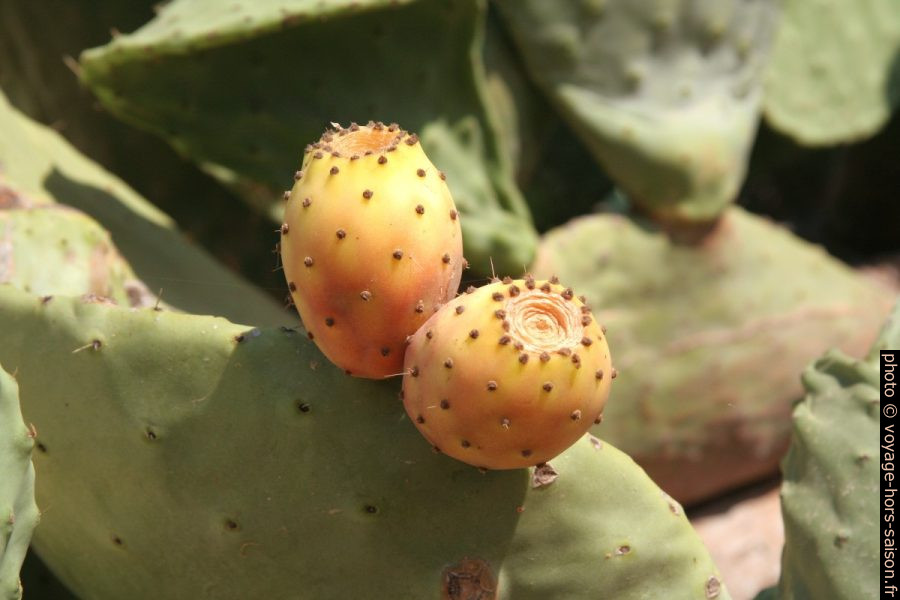 Les figues de Barbarie sont les fruits d'Opuntia. Photo © Alex Medwedeff