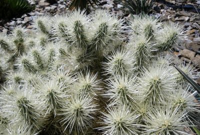 Mer d'épines de cylindropuntia fulgida. Photo © André M. Winter