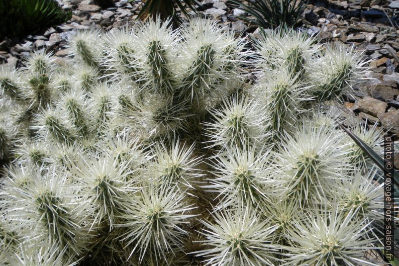 Mer d'épines de cylindropuntia fulgida. Photo © André M. Winter