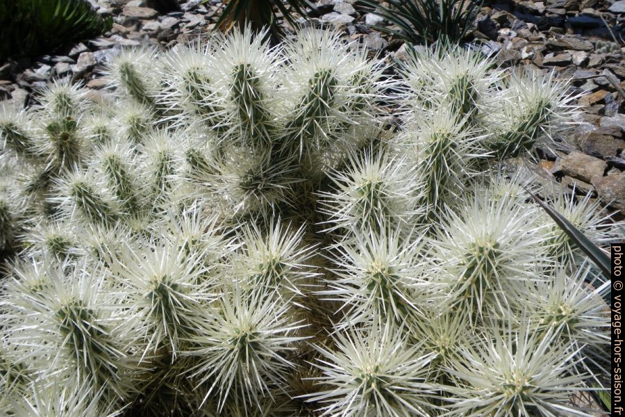 Mer d'épines de cylindropuntia fulgida. Photo © André M. Winter