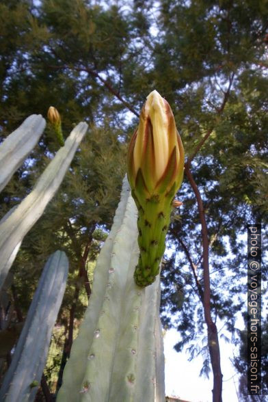 Fleur de Trichocerus pachanoi. Photo © André M. Winter