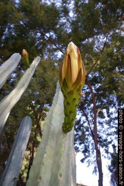 Fleur de Trichocerus pachanoi. Photo © André M. Winter