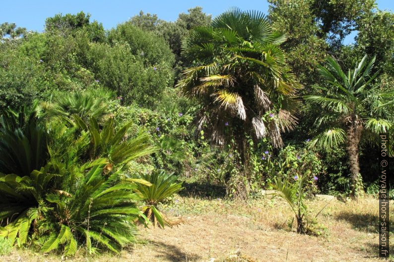 Cycas du Japon et Palmier Doum d'Égypte. Photo © Veronika Schnablegger