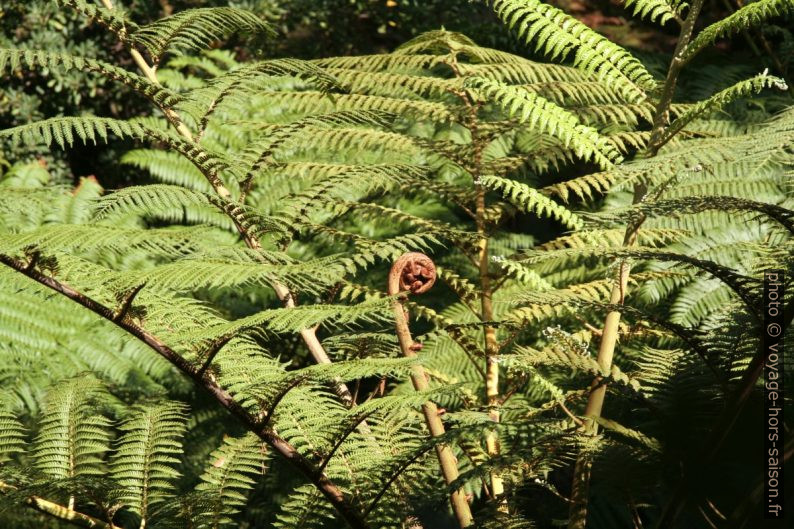 Fougères Dicksonia. Photo © André M. Winter