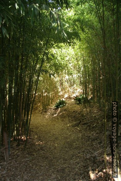 Forêt Phyllostachys aurea. Photo © André M. Winter