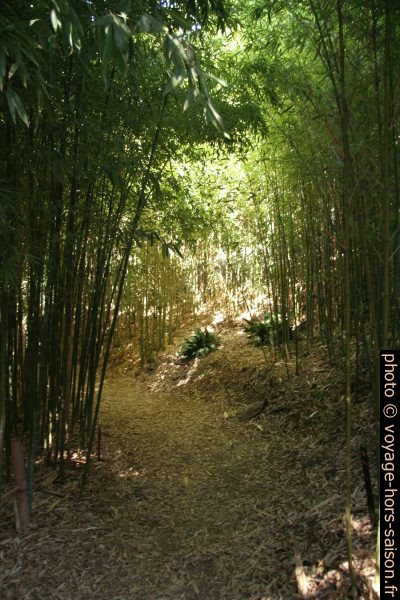 Forêt Phyllostachys aurea. Photo © André M. Winter