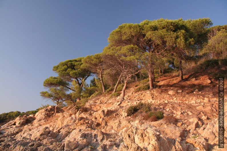 Pins parsols de la Presqu'île de Saint-Tropez. Photo © André M. Winter