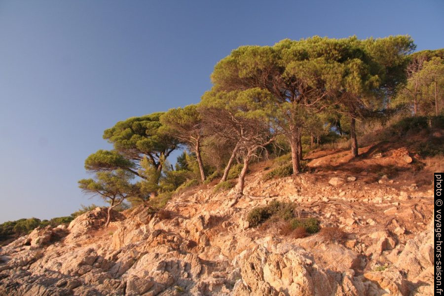 Pins parsols de la Presqu'île de Saint-Tropez. Photo © André M. Winter