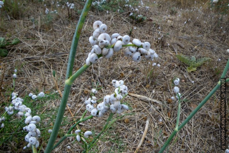 Escargots Helicella sur tiges dans la garrigue. Photo © André M. Winter