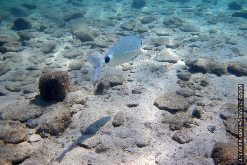 Poisson à la Plage de la Palud. Photo © André M. Winter