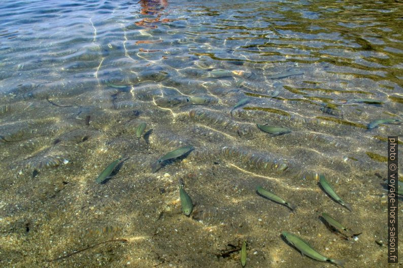 Poissons à la Plage de la Palud. Photo © Veronika Schnablegger