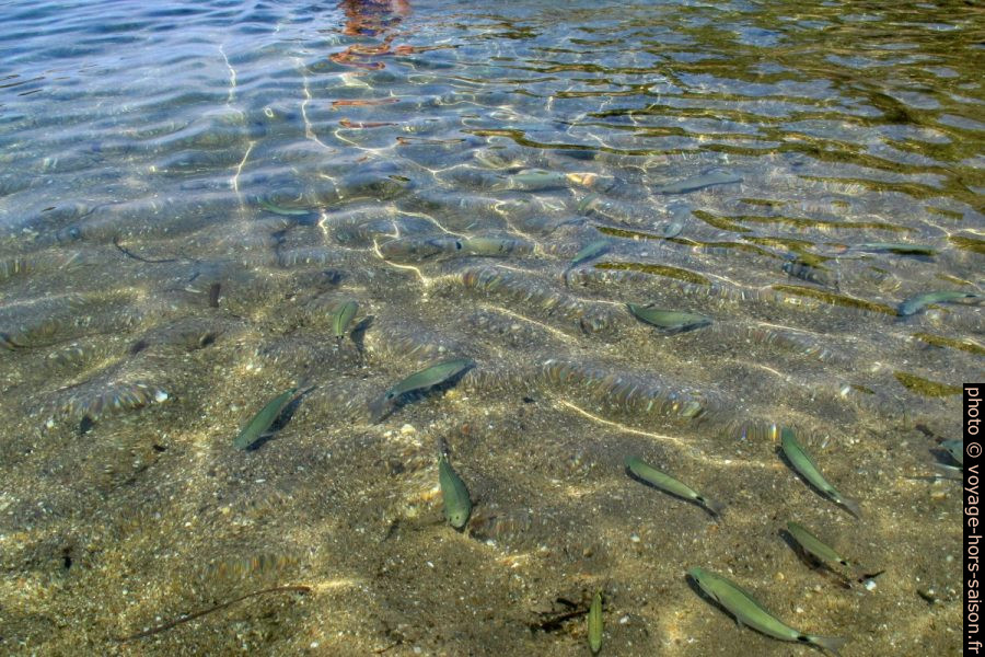 Poissons à la Plage de la Palud. Photo © Veronika Schnablegger