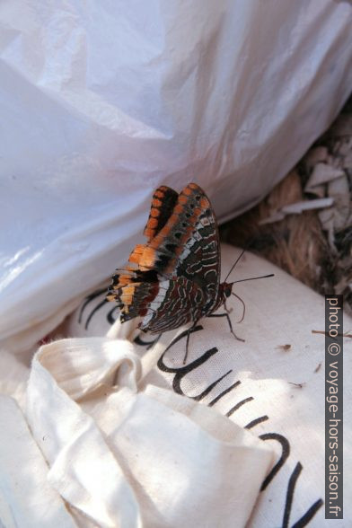 Papillon en mauvais état. Photo © André M. Winter