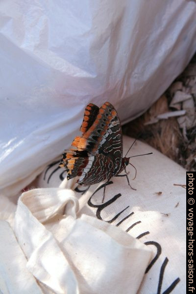 Papillon en mauvais état. Photo © André M. Winter