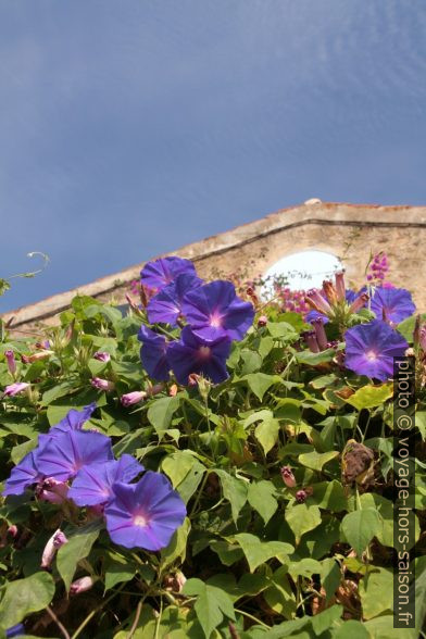 Fleurs à Bormes-les-Mimosas. Photo © Alex Medwedeff