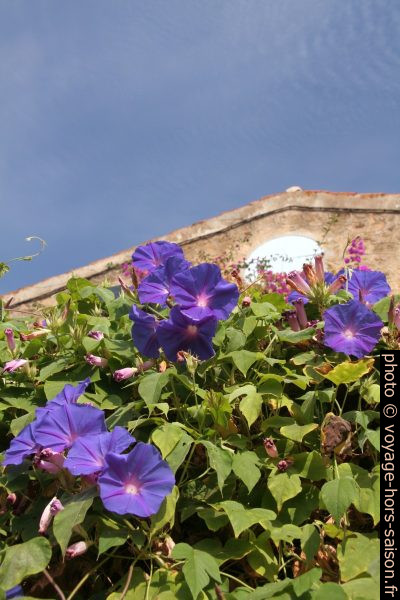 Fleurs à Bormes-les-Mimosas. Photo © Alex Medwedeff