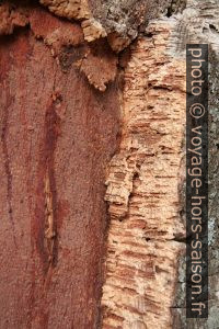 Écorce de chêne-liège. Photo © Alex Medwedeff