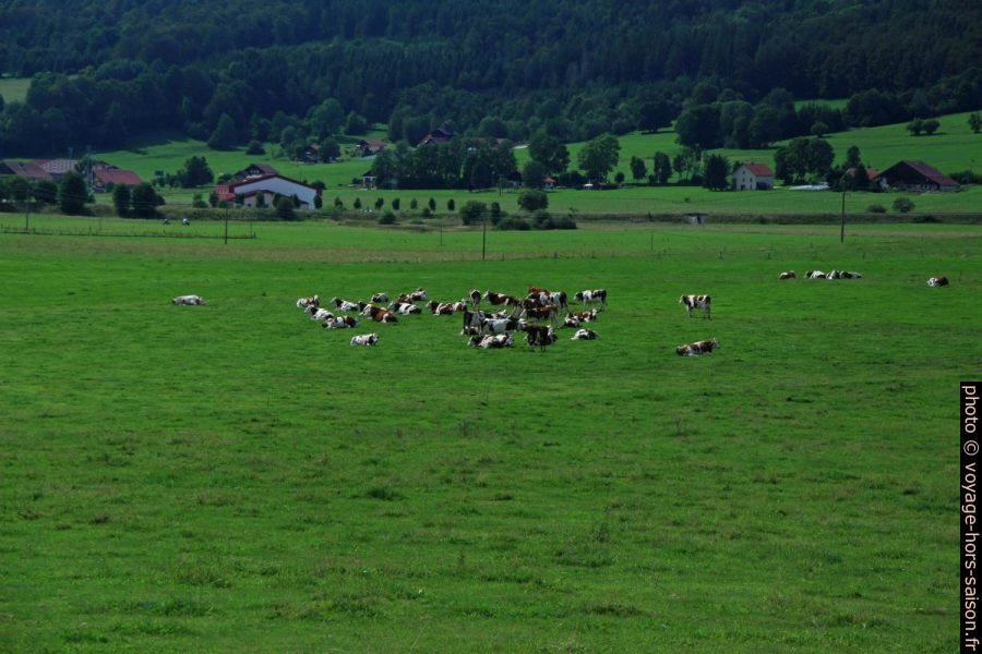 Vaches sur les prés des Seignes à l'est de Gilley. Photo © Alex Medwedeff