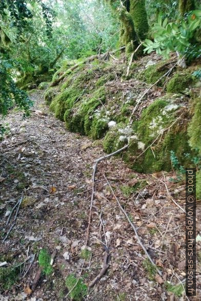 Un terrain plus facile sous la forêt haute. Photo © André M. Winter